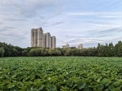 -高子水居