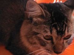 -创凡宠物医院·骨专科  猫科中心(西乡分院)