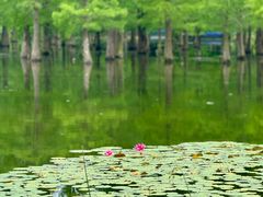 -白鹭湾湿地公园