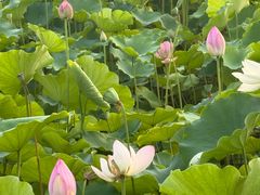 -莲花池公园