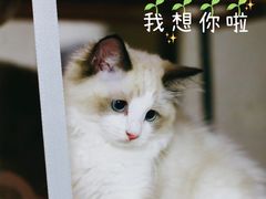 -lincat·猫舍(广州店)