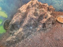 -上海大自然野生昆虫馆