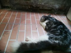 -猫咪博物馆(顶澳仔猫街店)