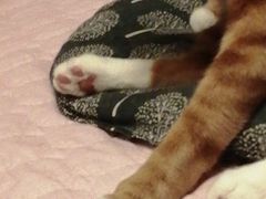 -猫猫幼稚园·撸猫·桌游·电玩