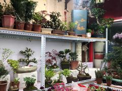 -万商花鸟市场