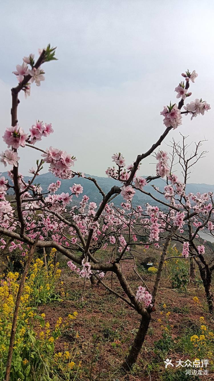 龙泉桃花沟图片