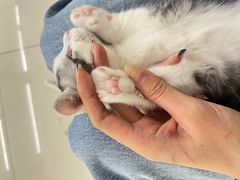 -lincat·猫舍(广州店)