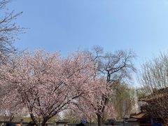 -桃花堤公园
