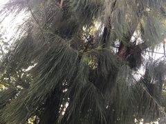 -鹅銮鼻公园