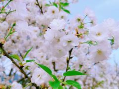 -天适樱花悠乐园