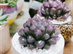 -双季花艺园艺市场(浦东店)