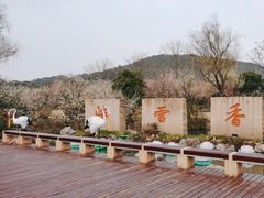 -香雪海
