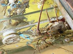 -钱大妈海鲜饭店(保利林语店)