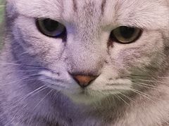-三花喵·撸猫购宠·宠物生活馆(虹桥南丰城店)