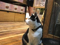 -猫的天空之城概念书店(杭州南宋御街店)