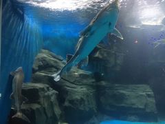 -石家庄海洋公园