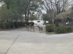 -不觉晓CAMPING(上海迪士尼营地店)