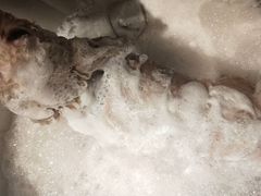 -PETKIT 小佩宠物·低压洗护·美容·寄养(安远店)