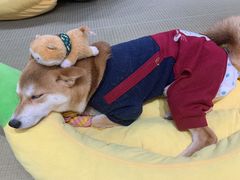 -逗柴咖啡屋·狗咖猫咖宠物桌游