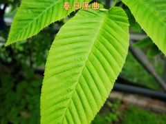 -南山植物园