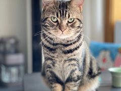 -猫大福·Fortune Cat猫舍(百子湾店)