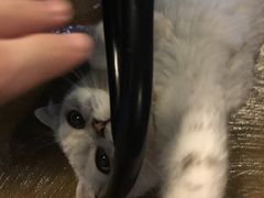 -猫猫幼稚园·撸猫·桌游·电玩