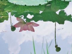 -八大山人梅湖景区