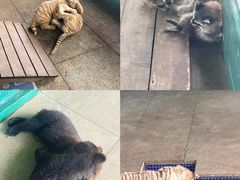 -秦皇岛野生动物园