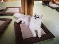 -猫和宫(六道口店)