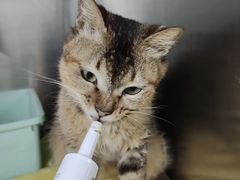 -瑞派动物医院·猫专科·至诚(江南中分院)