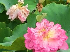 -莲花池公园