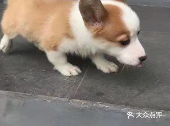 家里来了这只小狗狗欢乐就没有少过，每天晚上给他洗澡是