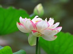 -陈家山荷花公园