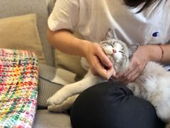 -猫大福·Fortune Cat猫舍(百子湾店)