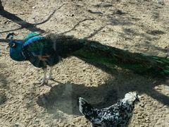 -石家庄市动物园