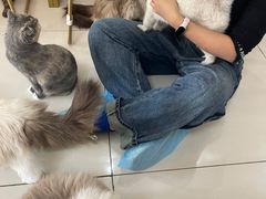 -鼓捣猫呢主题猫咖店