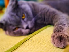 -猫在这儿猫咪咖啡馆·撸猫馆