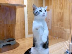 -老吴的猫·猫舍(新区店)