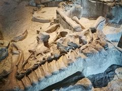 -自贡恐龙博物馆