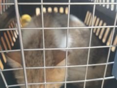 -宠颐生汉谟拉比宠物医院