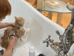 -momokira米努特·德文卷毛猫·棉花面纱犬