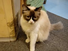 -猫色咖啡·猫咖