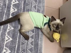 -喵zoo家庭繁育猫舍(尖东智能花园店)
