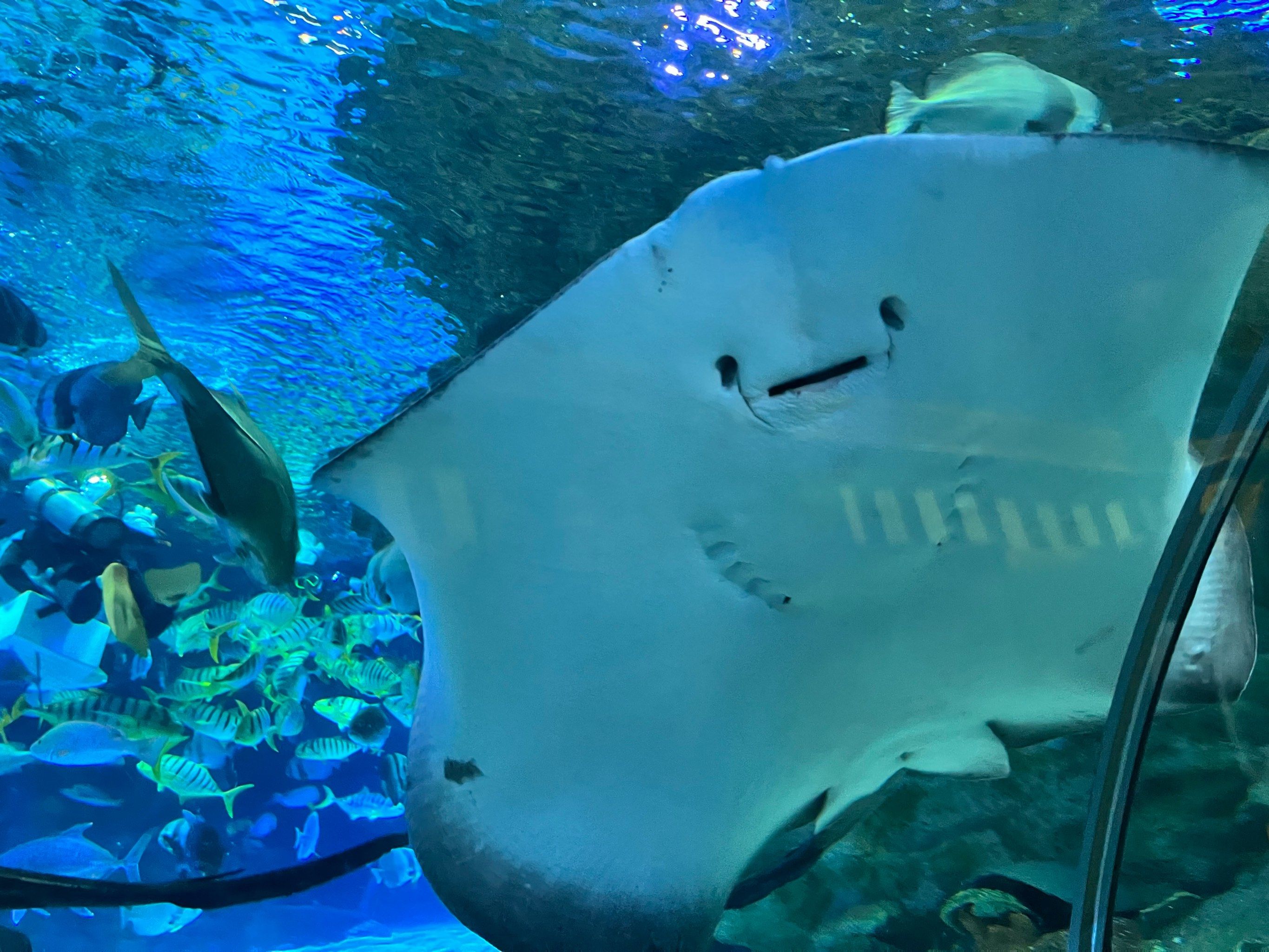 如梦如幻的海底隧道