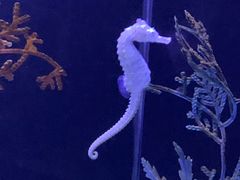 -上海海洋水族馆