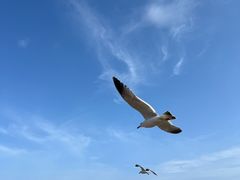 -星海湾跨海大桥