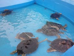 -北戴河圣蓝海洋公园