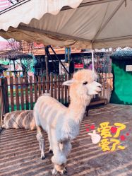 -萌宠亲子动物乐园(槐房万达店)