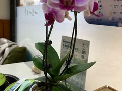-一叶一世界•素食餐厅(新光天地店)