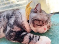 -猫在这儿猫咪咖啡馆·撸猫馆
